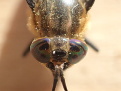 Chrysops excitans