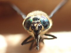 Chrysops excitans