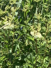 Filipendula ulmaria