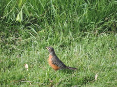 Turdus migratorius