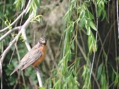 Turdus migratorius