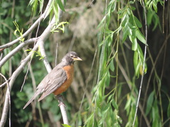 Turdus migratorius