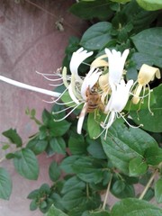 Proxylocopa