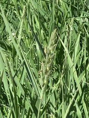 Poaceae
