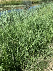 Poaceae