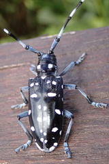 Anoplophora macularia