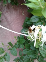 Proxylocopa