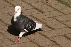 Columba livia domestica