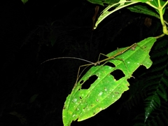 Libethra
