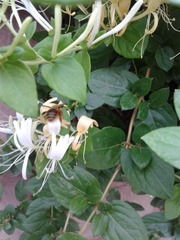 Proxylocopa