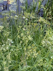 Anthriscus sylvestris