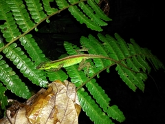 Anolis ventrimaculatus