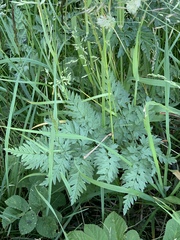 Anthriscus sylvestris