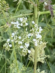 Anthriscus sylvestris
