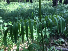 Valeriana transjenisensis