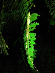 Anolis ventrimaculatus