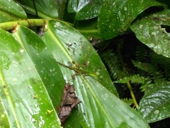 Anolis ventrimaculatus