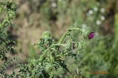 Carduus nutans leiophyllus