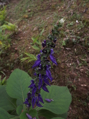Angiospermae