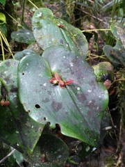 Pleurothallis cordata