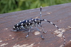 Anoplophora macularia