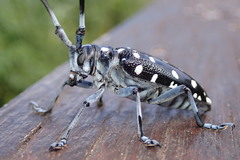 Anoplophora macularia