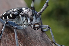Anoplophora macularia