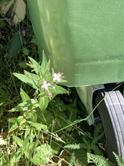 Epilobium montanum