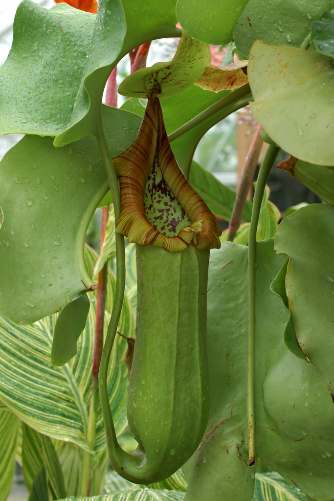 Nepenthes truncata · iNaturalist