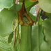 Nepenthes truncata - Photo (c) Eric Hunt,  זכויות יוצרים חלקיות (CC BY-NC-ND)