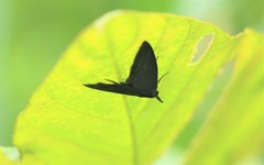 Amsactoides solitaria