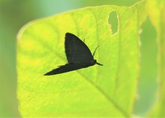 Amsactoides solitaria