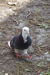 Columba livia domestica
