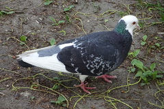 Columba livia domestica