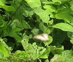 Anartia jatrophae