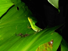 Anolis ventrimaculatus