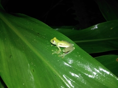 Centrolenidae