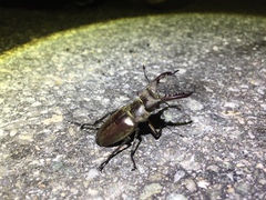 Lucanus maculifemoratus dybowskyi