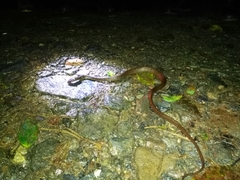 Dipsas sanctijoannis