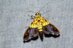Agrotera citrina