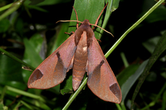 Afroclanis neavi