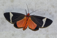 Caryatis hersilia