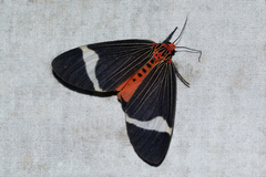 Caryatis hersilia