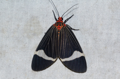 Caryatis hersilia