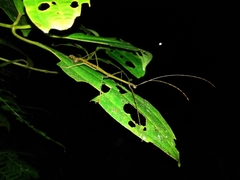 Libethra