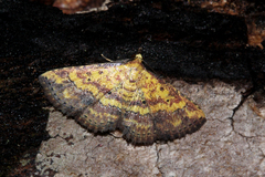 Cerynea thermesialis