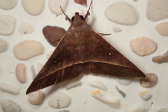 Hypospila bolinoides