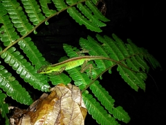 Anolis ventrimaculatus