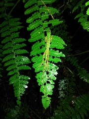 Anolis ventrimaculatus