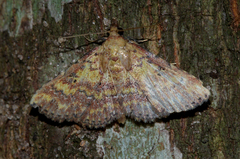 Cerynea thermesialis